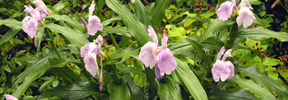Roscoea-purpurea