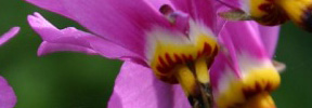 dodecatheon-pulchellum-red-wings