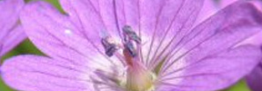 geranium pyrenaicum